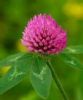 Professional Manufacture Supply Natural Red Clover P.E.